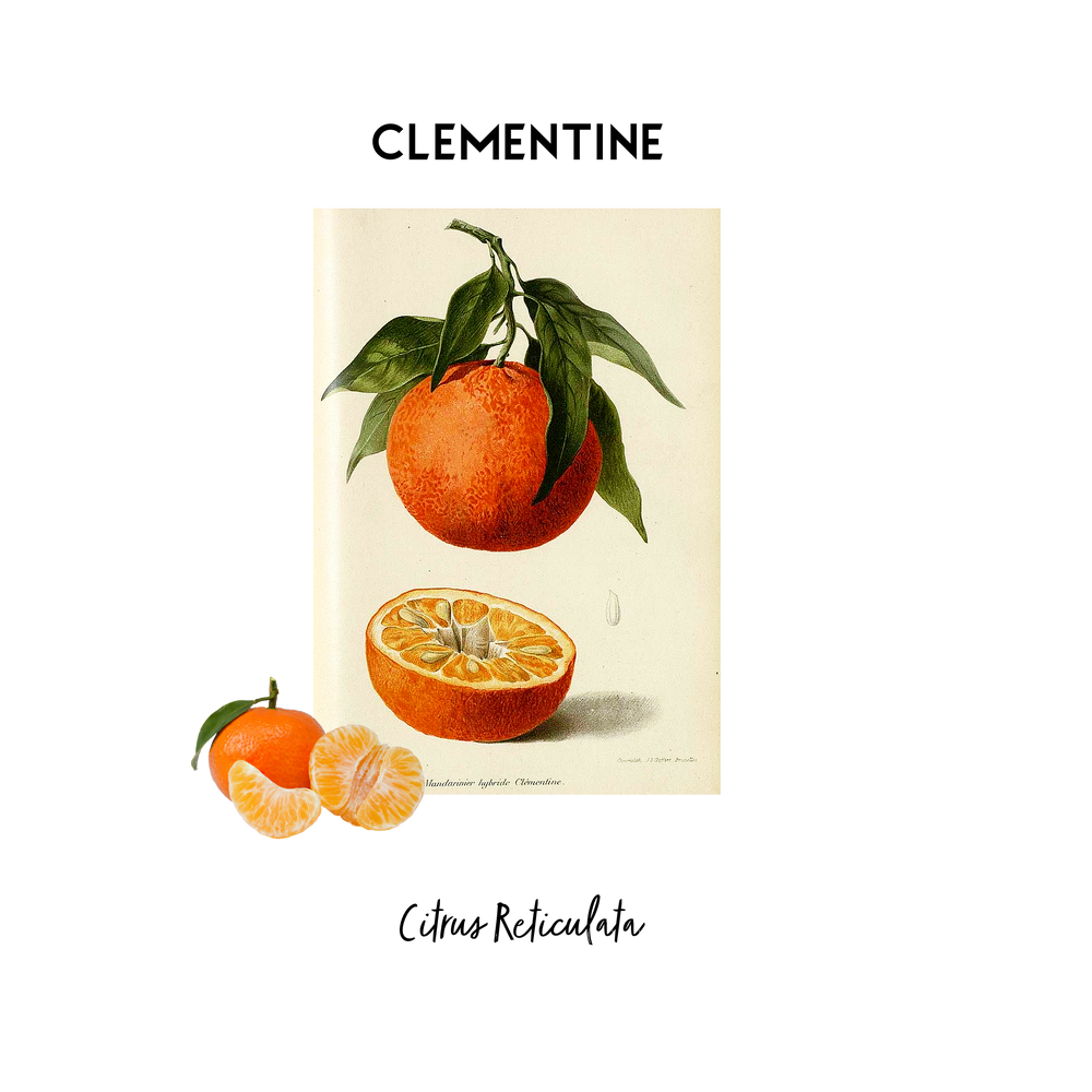 Stylised image of a botanical print of Clementine in its natural form that is used as an essential oil in Kalmyen scents. 