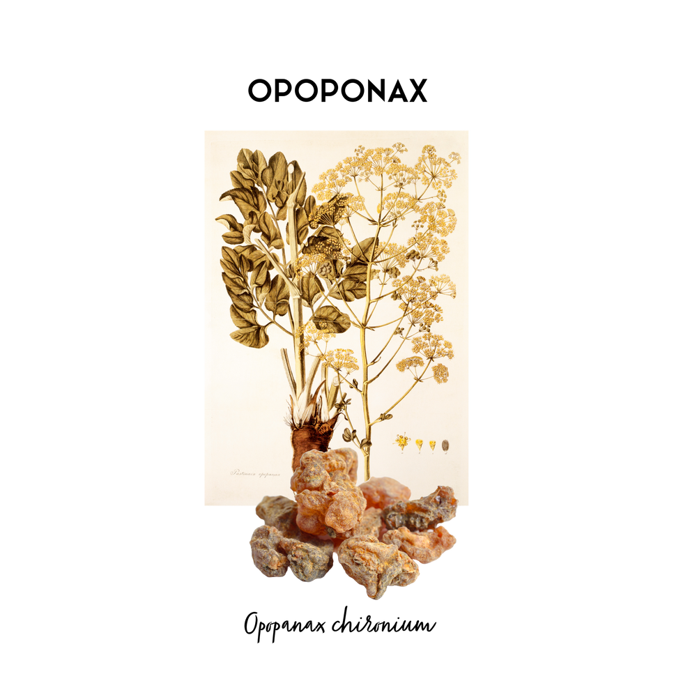 Stylised image of a botanical print of Opoponax its natural form what is used as an essential oil