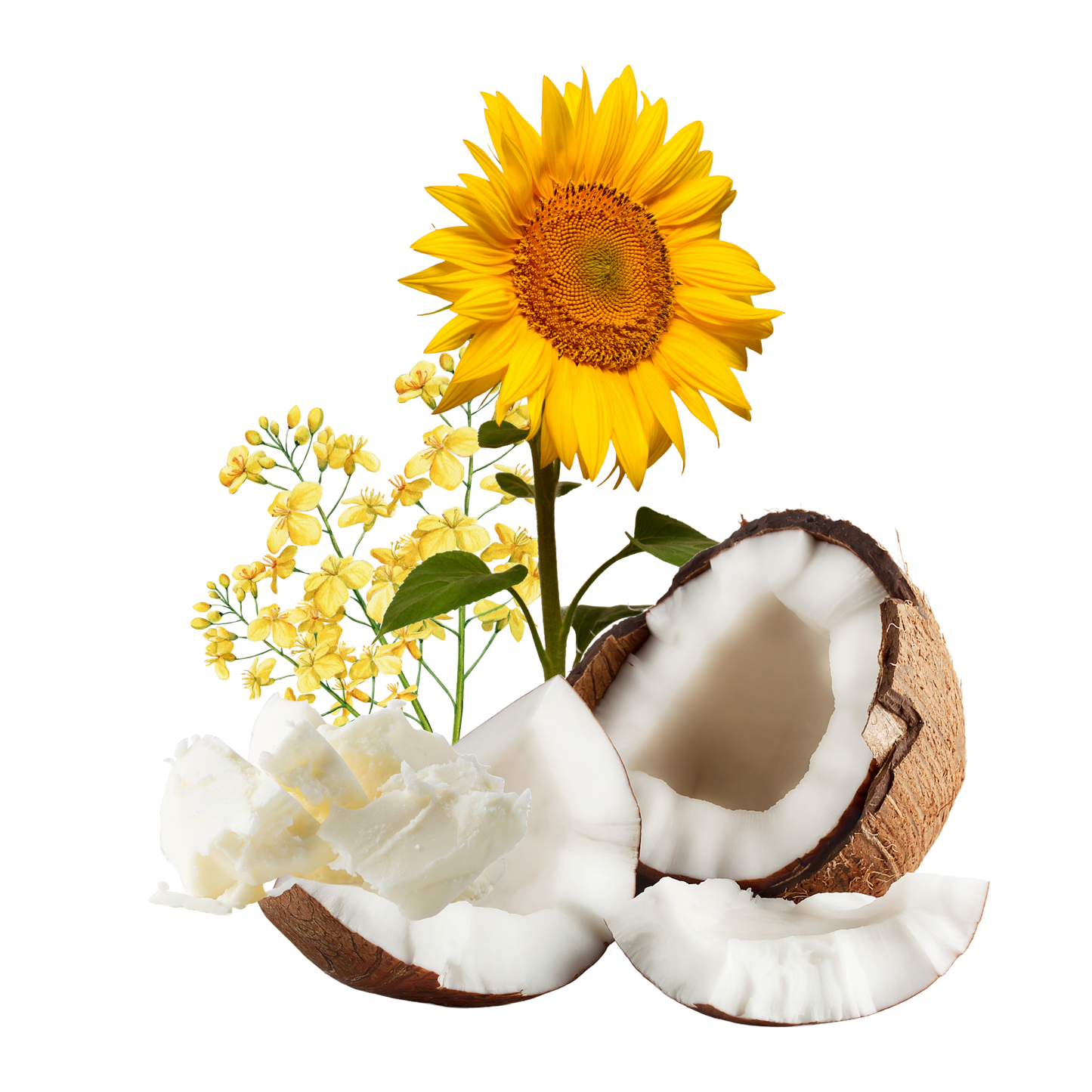 mage showcasing the natural ingredients used in Kalmyen's blend of clean-burning wax, including coconut, rapeseed flower, and sunflower. The ingredients are depicted in their raw form, highlighting the natural origins of the wax blend.